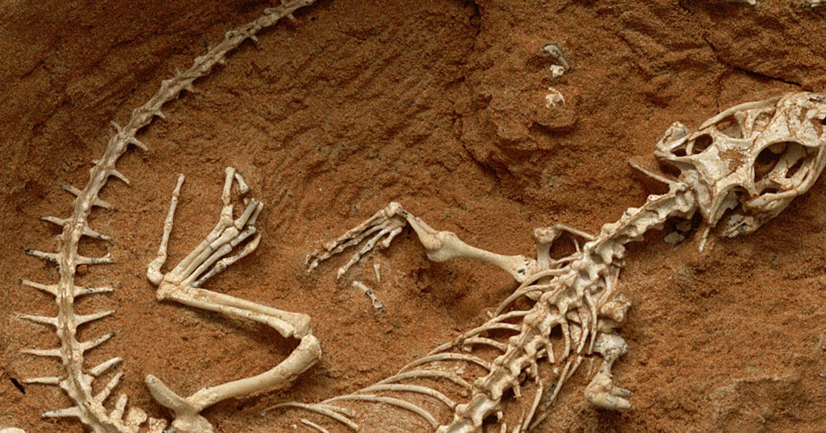 what is paleontology?