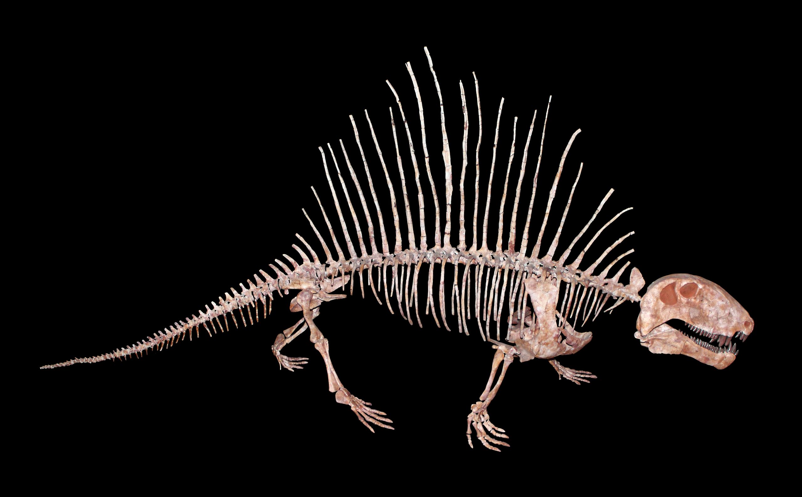 Dimetrodon footprints