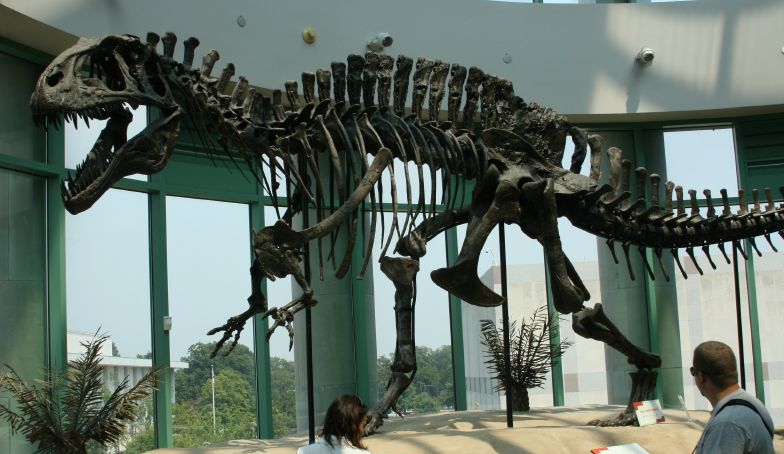 Acrocanthosaurus skeleton