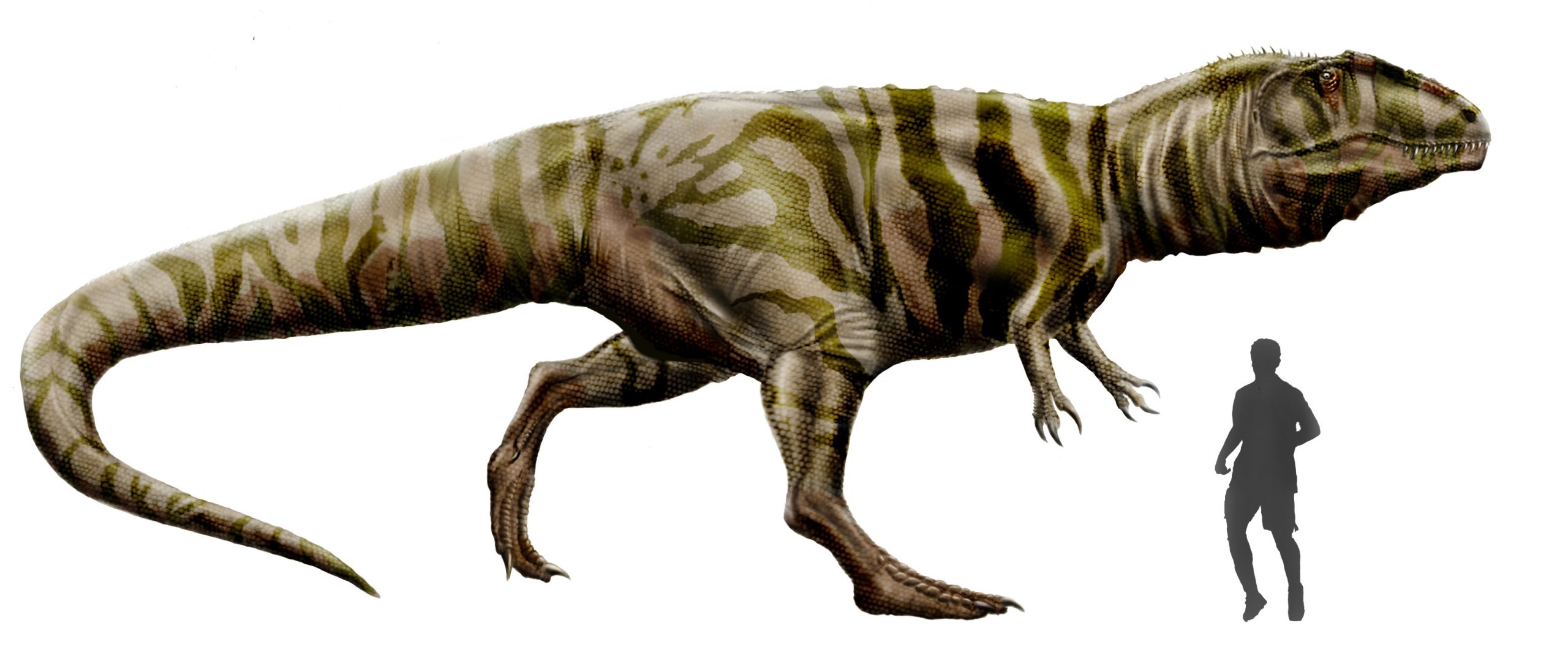Giganotosaurus-carolinii