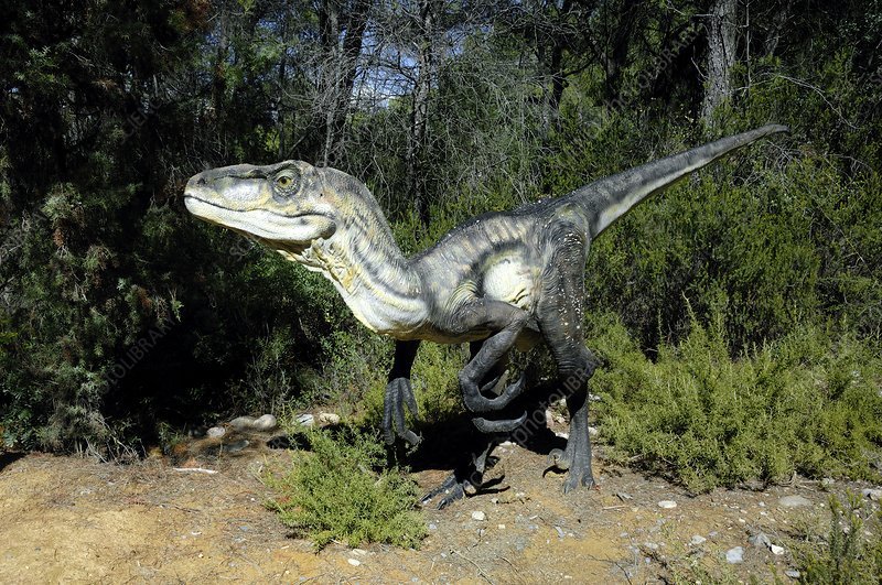 Dromaeosaurus_dinosaur