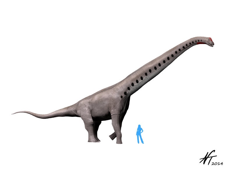 Sauroposeidon size