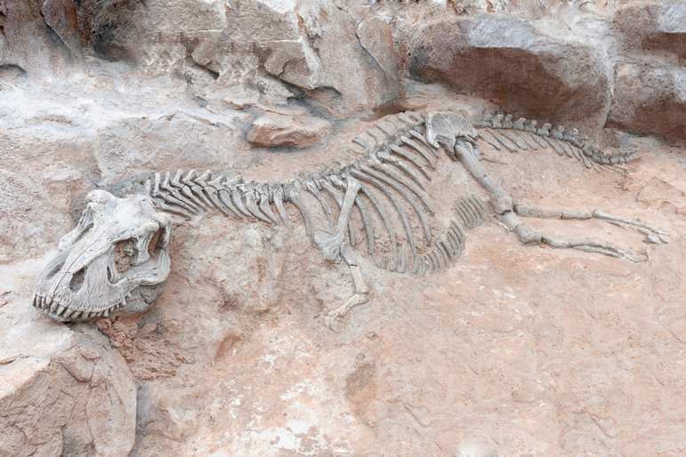 Dinosaur Fossils